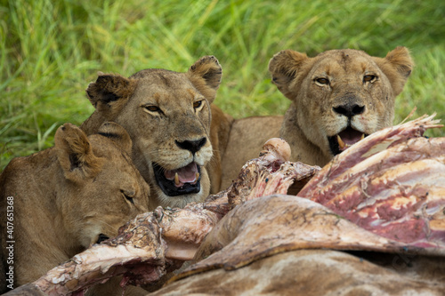 Pride of lions feeding on a giraffe