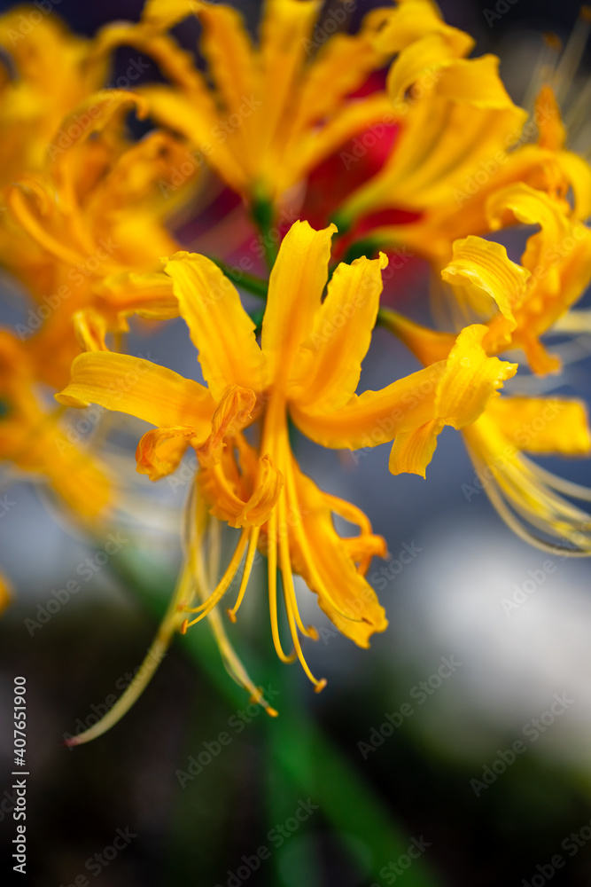 彼岸花　秋のイメージ