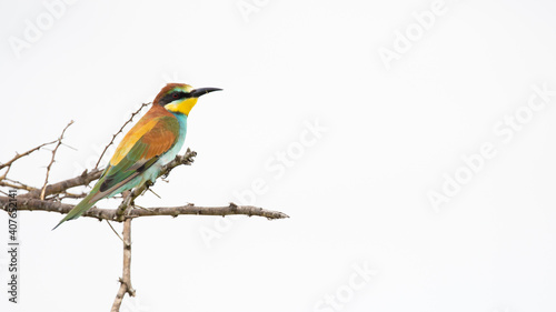European bee-eater © Jurgens