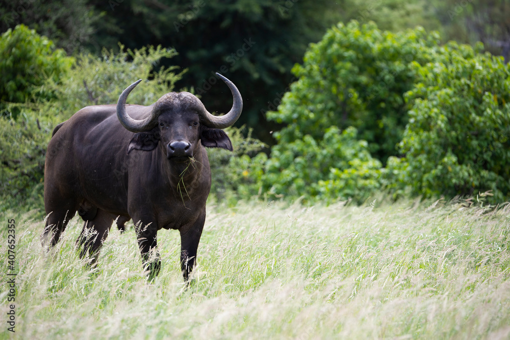 young african buffalo bull