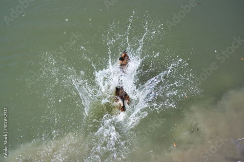 Walk with dog in fresh air near pond in warm weather. German Shepherd dog is swimming in river, spray is flying in different directions.