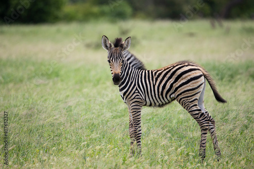 zebra foul