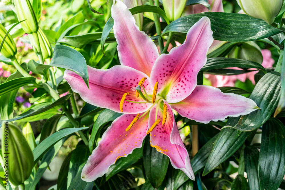 Flower pink lily close-up with a pestle, stamens and with pollen on the petals of a flower. Floral green garden background. Flower pink lily close-up with a pestle, stamens and with pollen on the petals of a flower. Floral green garden background.