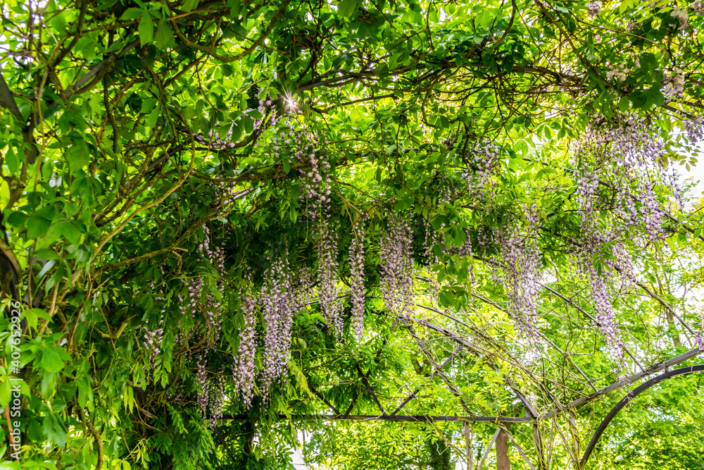 Fototapeta premium Blooming lilac Wisteria (disambiguation) on trellis in a spring garden park. Spring landscape with flowering trees. Summer garden with flowering vines on arched pergolas.