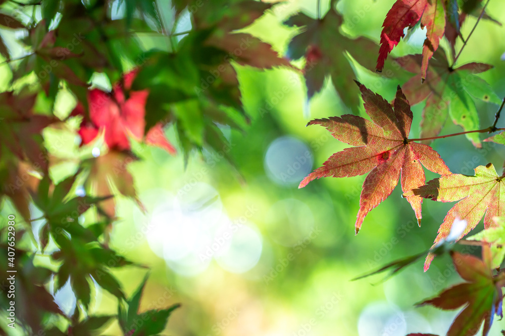 紅葉 秋のイメージ 紅葉 秋のイメージ