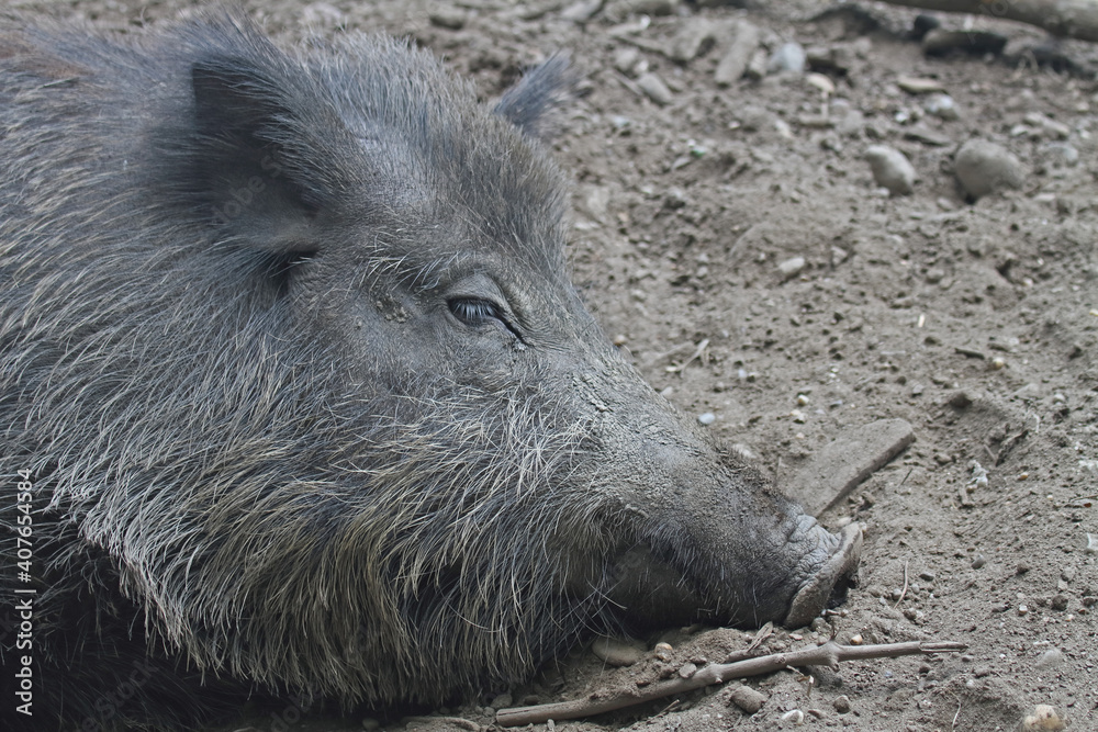 Fototapeta premium Wildschwein