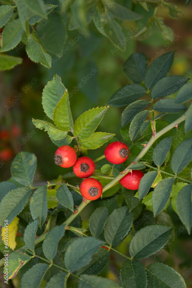 Red berries of wild hips rose Rosa canina in autumn