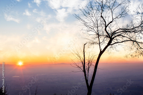 Panorama silhouette tree in italy with sunset.Tree silhouetted against a setting sun. Assisi  province of umbria in background
