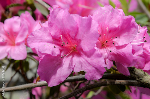 close up of pink azalea flowers