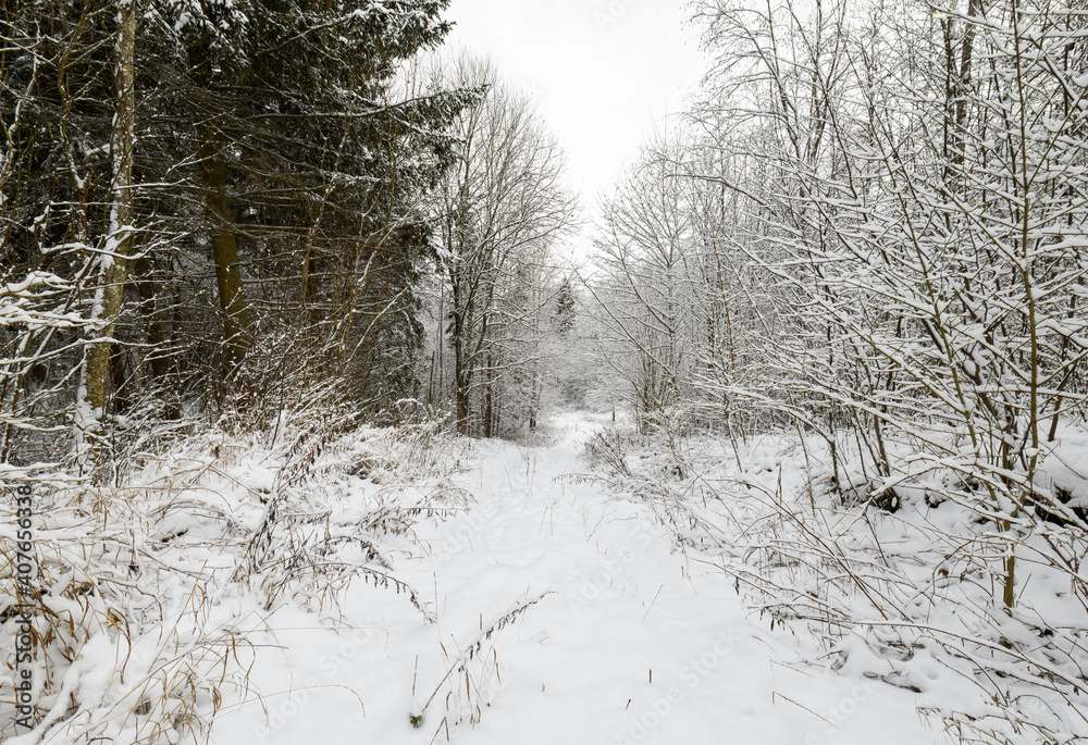 Amazingly beautiful winter day in the woods. Amazingly beautiful winter day in the woods.
