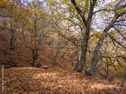 estación del otoño en el valle del Genal, Andalucía