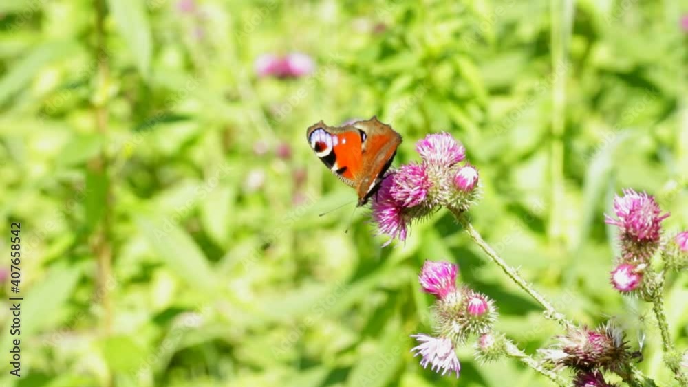Beautiful butterfly sits on a flower on a summer day in the forest, close-up Beautiful butterfly sits on a flower on a summer day in the forest, close-up