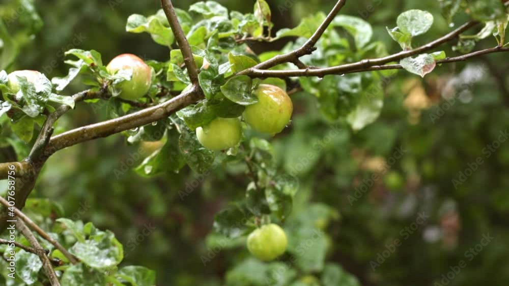A branch with ripe apples hangs in the rain on a summer day A branch with ripe apples hangs in the rain on a summer day