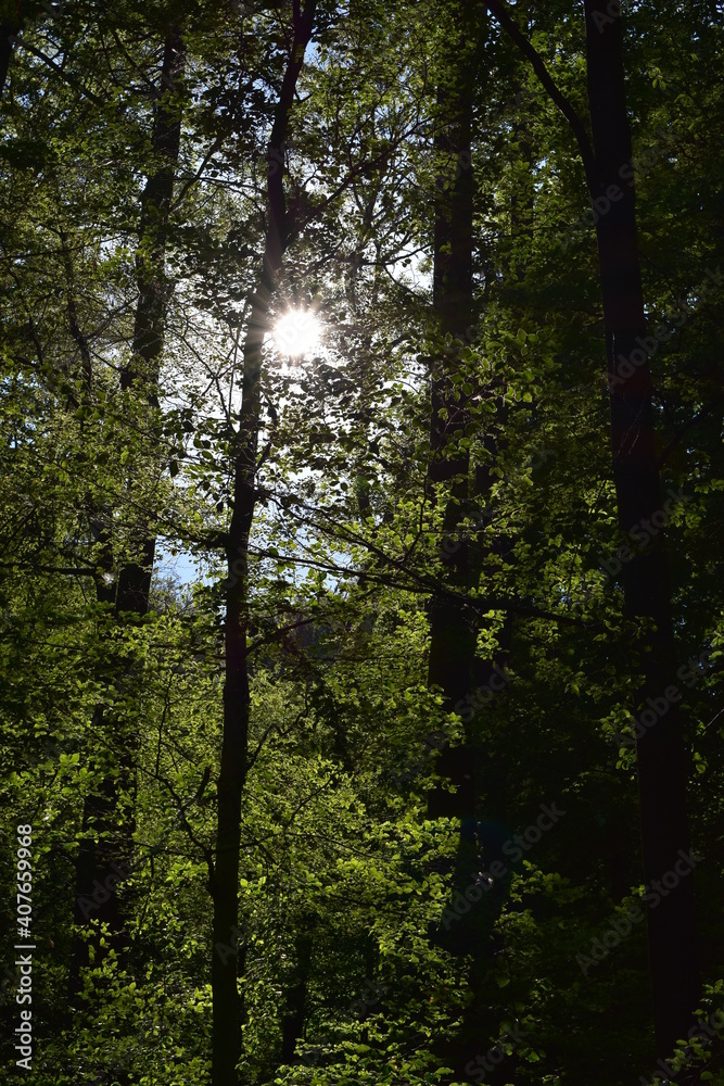 Obraz premium Wald, Tiere, Wiesen im schönen Wetter
