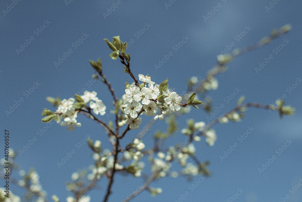 Photo sakura. Blooming apple tree. Small white flowers of an apple tree. Spring flowering tree. Branches of a tree illuminated by the sun.