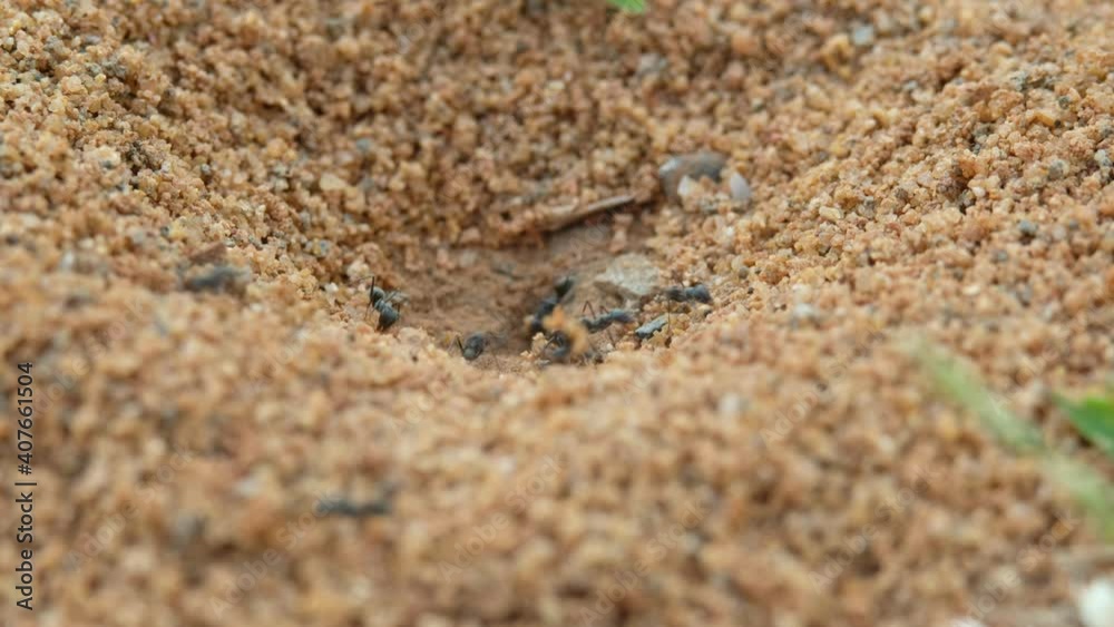 Close up Several Ants making nest in ground.Ant carrying a grain of sand from underground. Close up Several Ants making nest in ground.Ant carrying a grain of sand from underground.