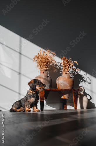 Doggy Dachshund sitting indoors waiting to go outdoors