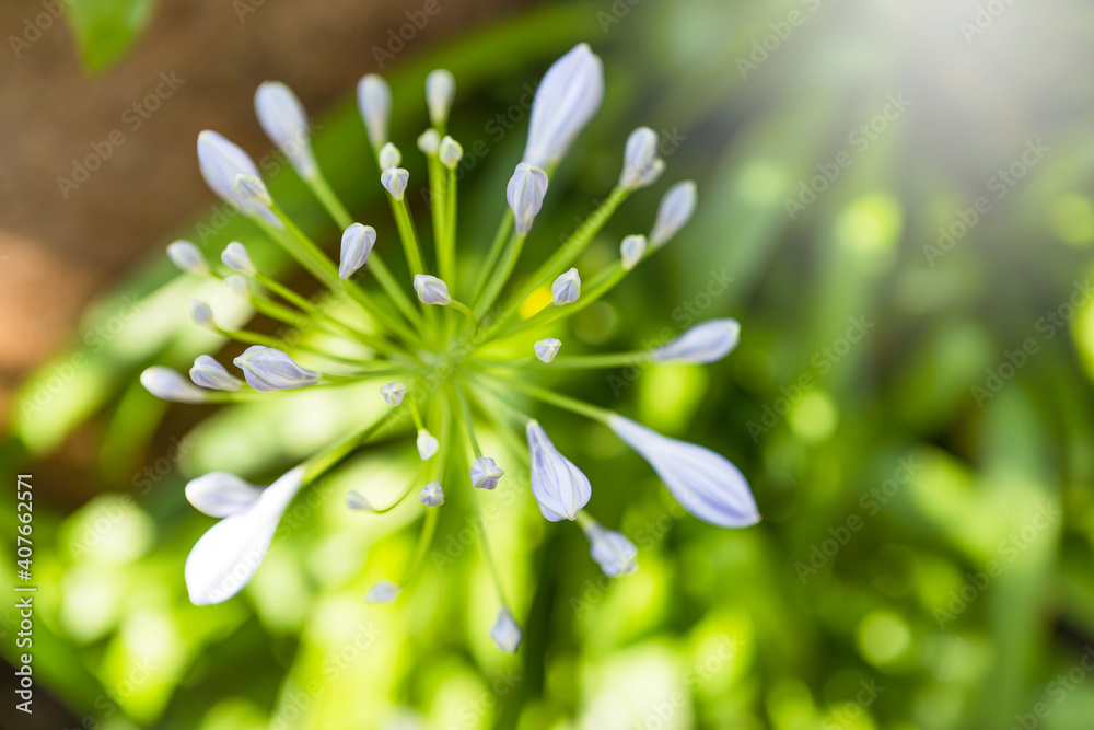 Agapanthus flower over blurred flower garden background, nature concept background, spring or summer garden
