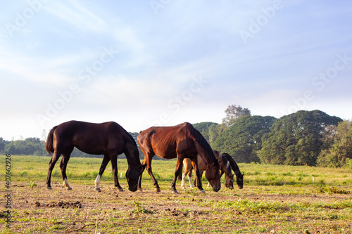 horses on the meadow © Paweena