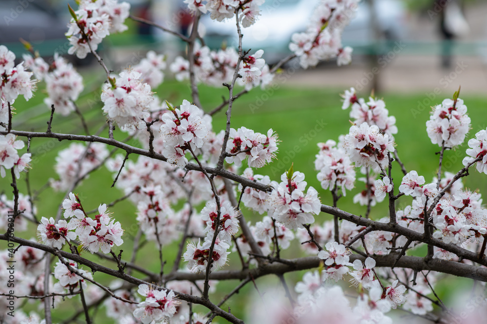 Nice white apricot spring flowers branch macro photography nature awakening Nice white apricot spring flowers branch macro photography nature awakening