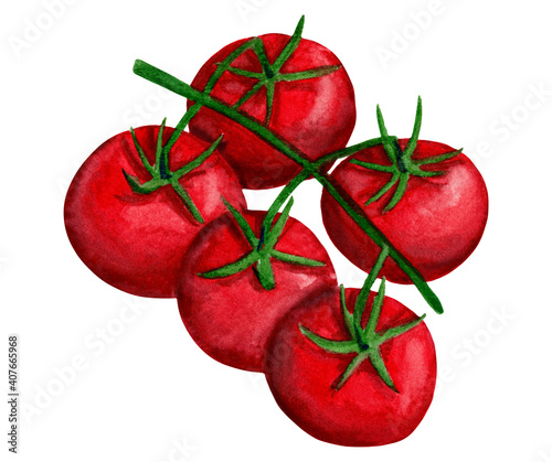 Watercolor cherry tomato illustration. Red tomato branch