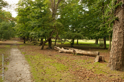 trees in the park