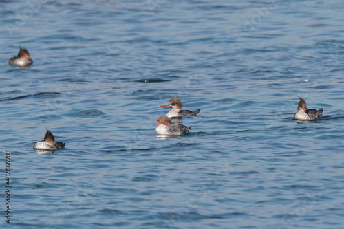 red breasted merganser in the sea