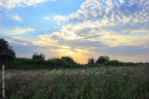 Blooming flowers on the field.