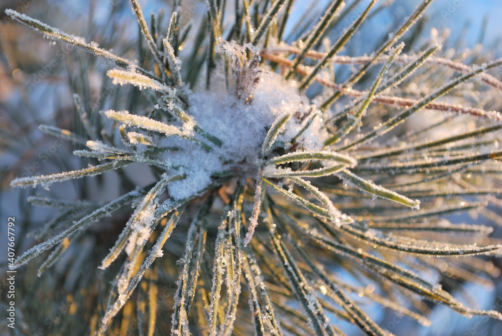 Snow covered pine twig Snow covered pine twig