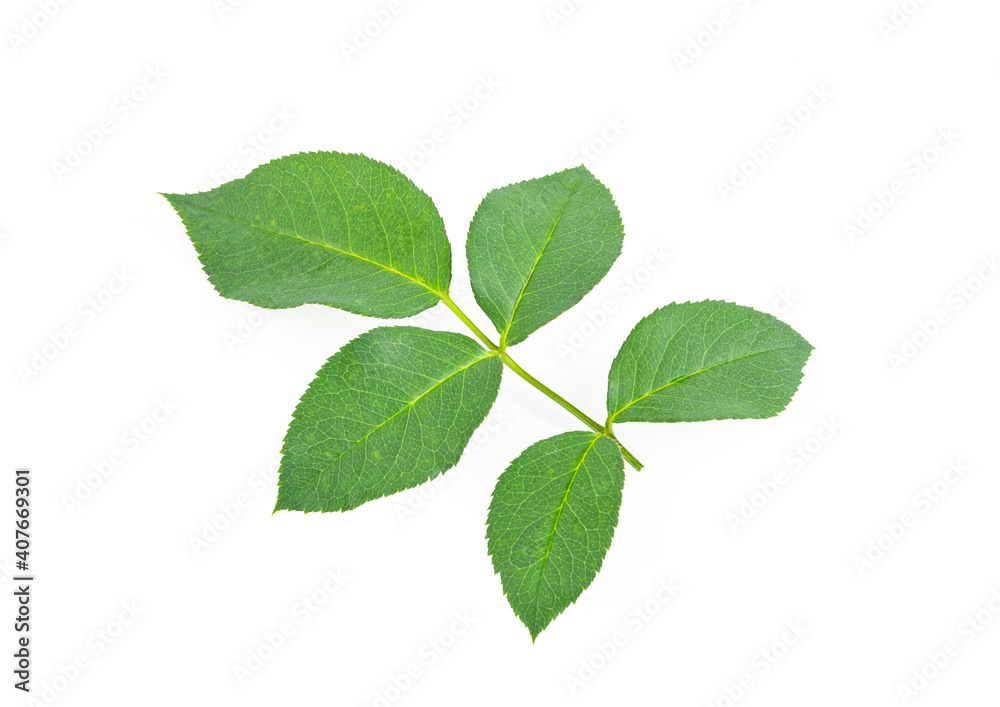 Rose leaves on white background Rose leaves on white background