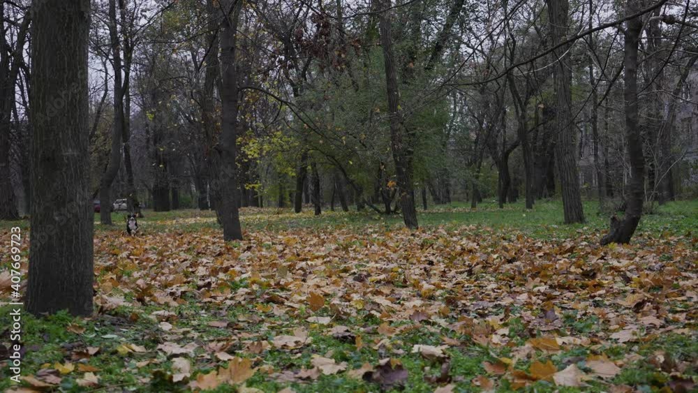 The energetic Australian Shepherd runs fast in the park. The cute pet loves to play actively in the autumn park covered with fallen leaves. Slow motion. Close up. The energetic Australian Shepherd runs fast in the park. The cute pet loves to play actively in the autumn park covered with fallen leaves. Slow motion. Close up.