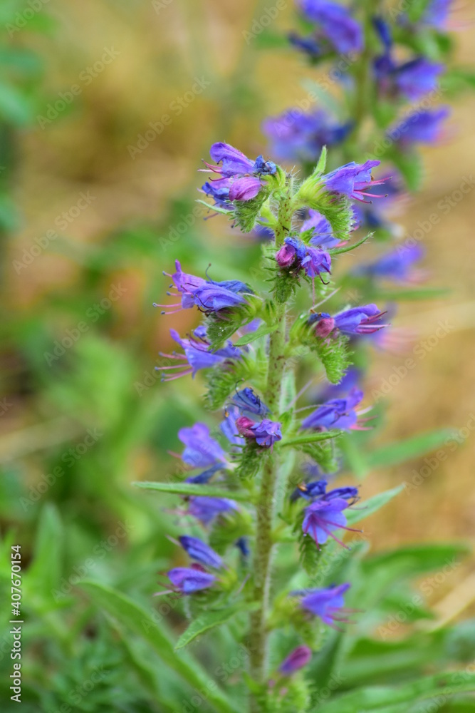 Grünes, Blumen, Naturfotografie Grünes, Blumen, Naturfotografie