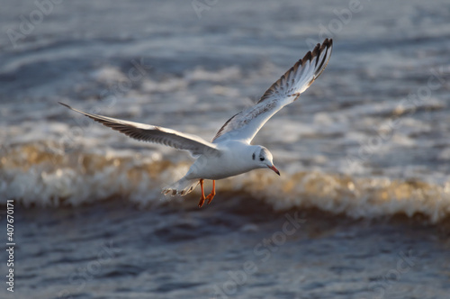Black-headed gull in the flight over the wavy water of Baltic sea © Ilga