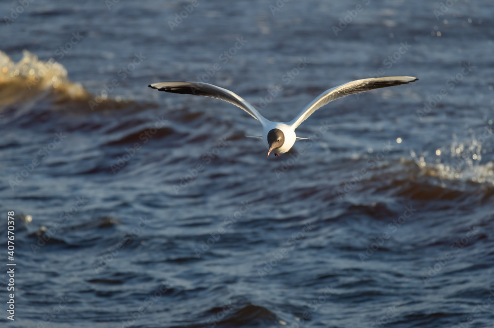 Black-headed gull in the flight over the wavy water of Baltic sea Black-headed gull in the flight over the wavy water of Baltic sea