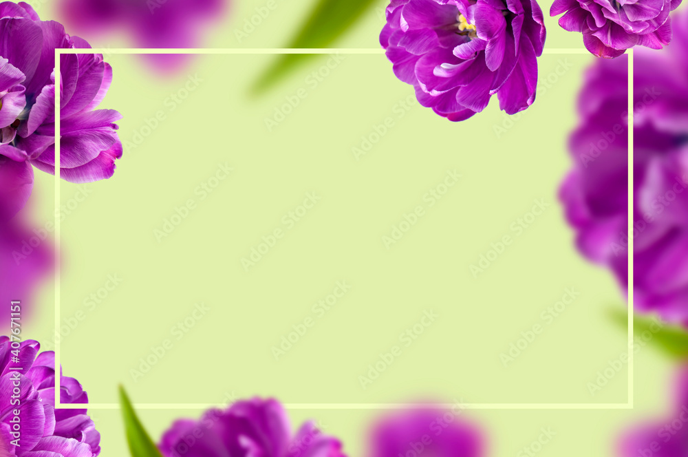 Creative floral composition with purple tulips. Flying tulip flowers, petals, frame on light green background copy space. Spring blossom concept nature layout, greeting card. 8 March, Valentine's day Creative floral composition with purple tulips. Flying tulip flowers, petals, frame on light green background copy space. Spring blossom concept nature layout, greeting card. 8 March, Valentine's day