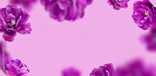 Flying tulip flowers and petals on light purple background copy space. Creative floral composition with purple tulips. Spring blossom concept, nature layout, greeting card for 8 March Valentine's day © olgaarkhipenko