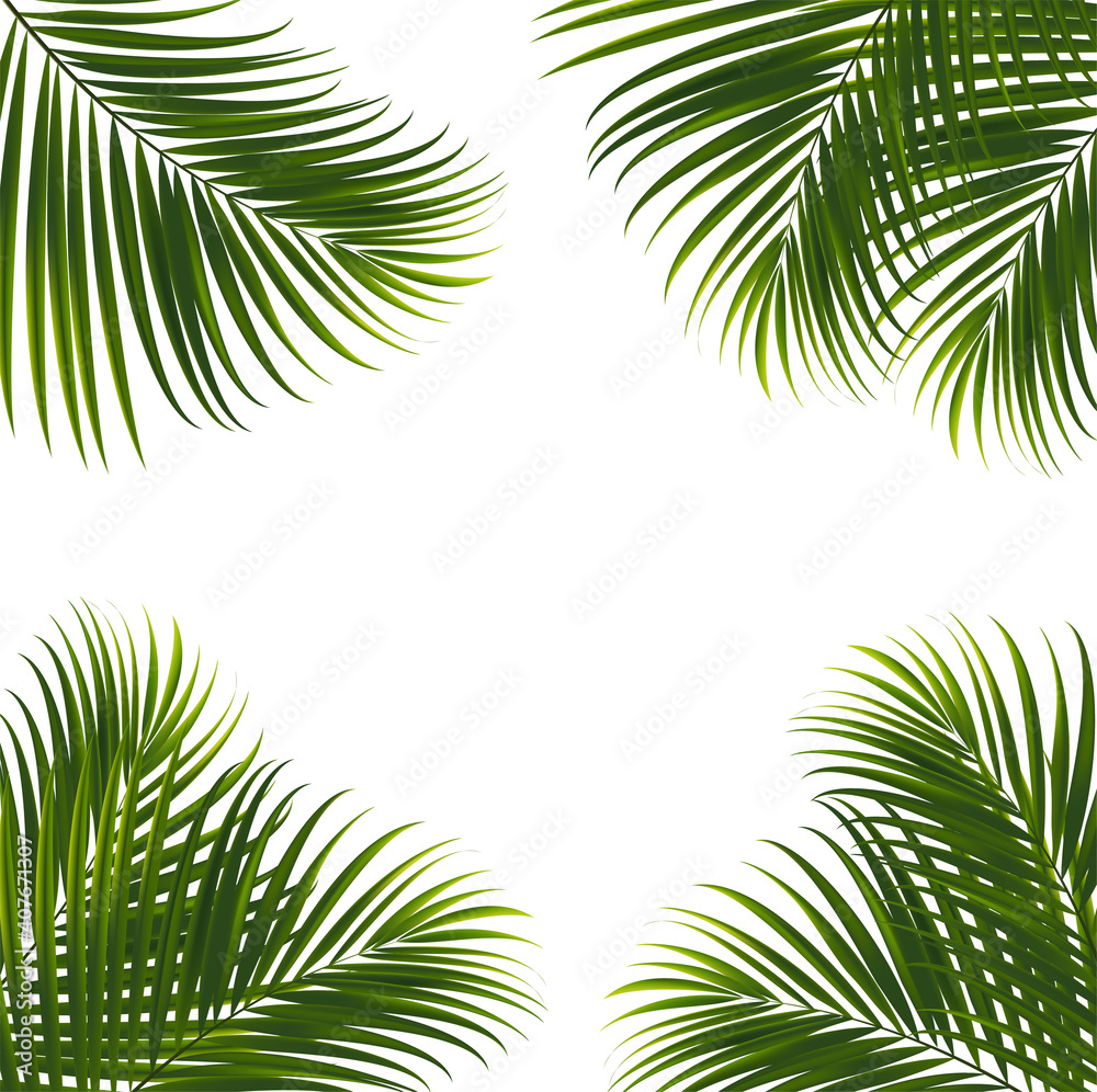 Coconut leaves on white background with clipping path for tropical leaf design element.vector illustration design