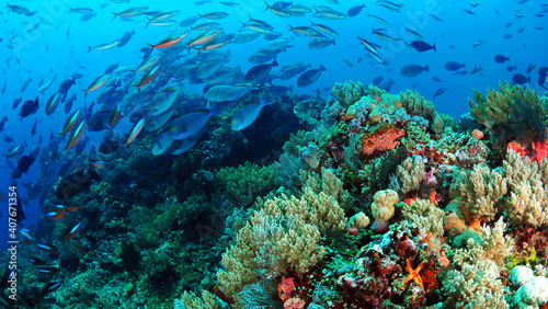 Fototapeta Naklejka Na Ścianę i Meble -  Fish swimming above coral reef in Komodo