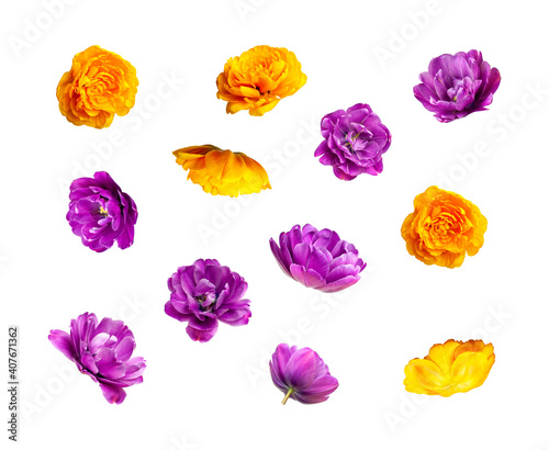 Various buds and petals of purple yellow tulip isolated on white background. Creative floral composition with tulips. Spring blossom concept, nature layout, beautiful flowers for your design