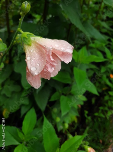 Pink flower after rain © Веточка Самоцвет