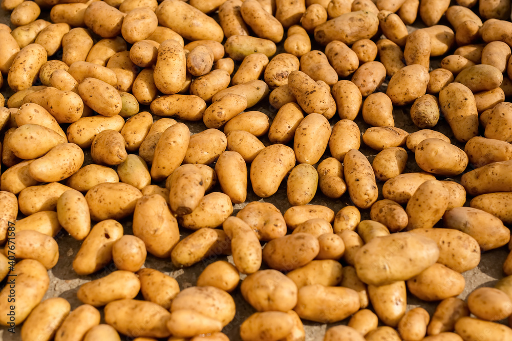 Obraz premium Scattered potato tubers on the ground.