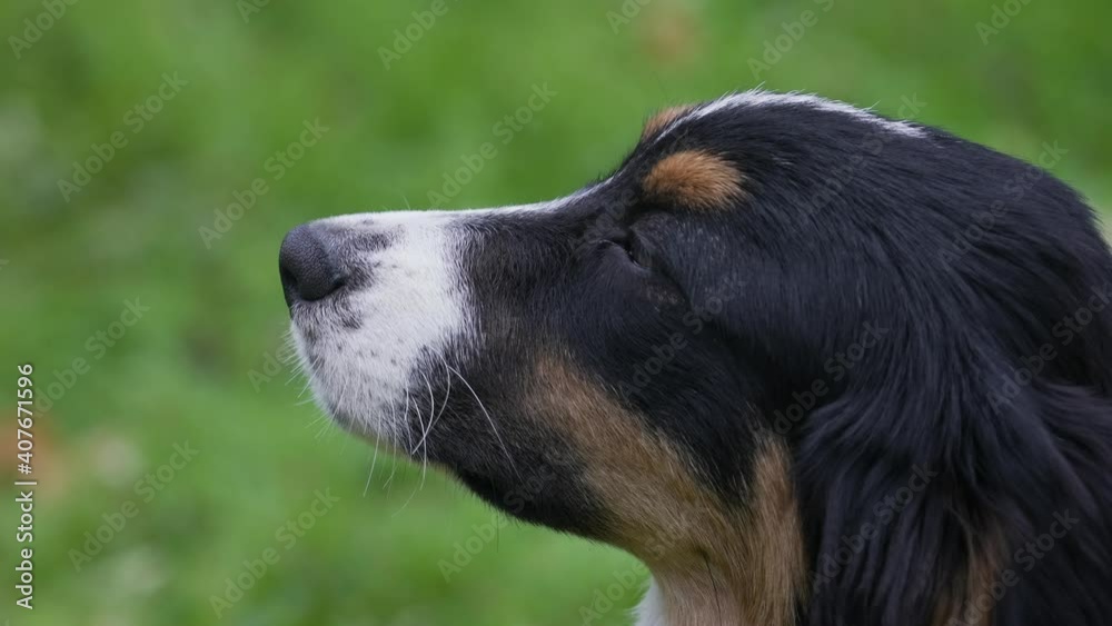 Side view of the muzzle of the Australian Shepherd on a blurred background of green grass. The pet looks ahead with a tired look. Slow motion. Close up. Side view of the muzzle of the Australian Shepherd on a blurred background of green grass. The pet looks ahead with a tired look. Slow motion. Close up.