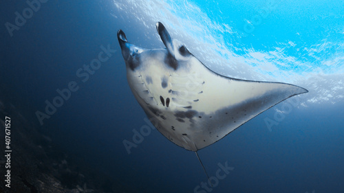 Manta ray swimming over coral reef in Komodo photo