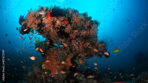 Fototapeta Naklejka Na Ścianę i Meble -  Fish swimming above coral reef in Komodo