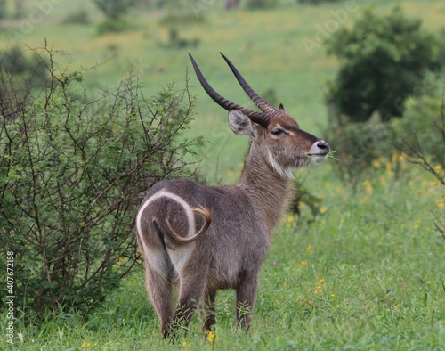 Fényképezés Waterbuck showing its target
