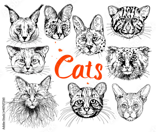 Big set of hand drawn sketch style small cats isolated on white background. Vector illustration.