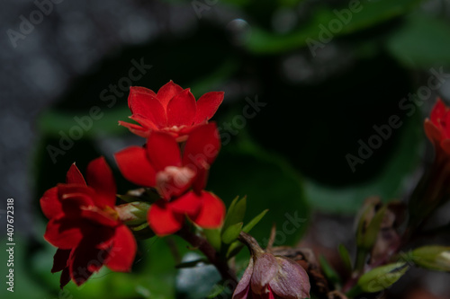 little red flower  green leaves  on a blurred background  nature concept