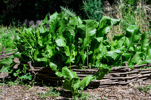Canvas-taulu Large green leaves of horseradish plant in a herbs garden in a sunny autumn day