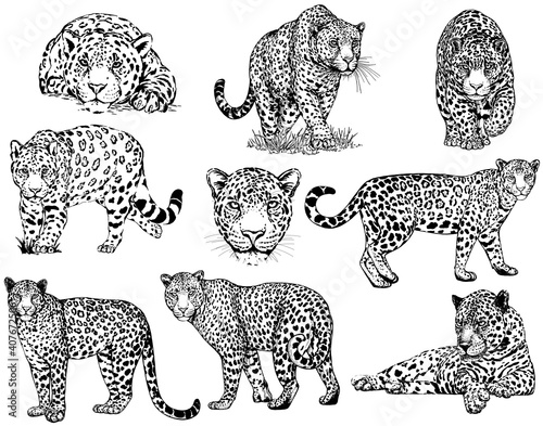 Set of hand drawn sketch style leopards isolated on white background. Vector illustration. photo