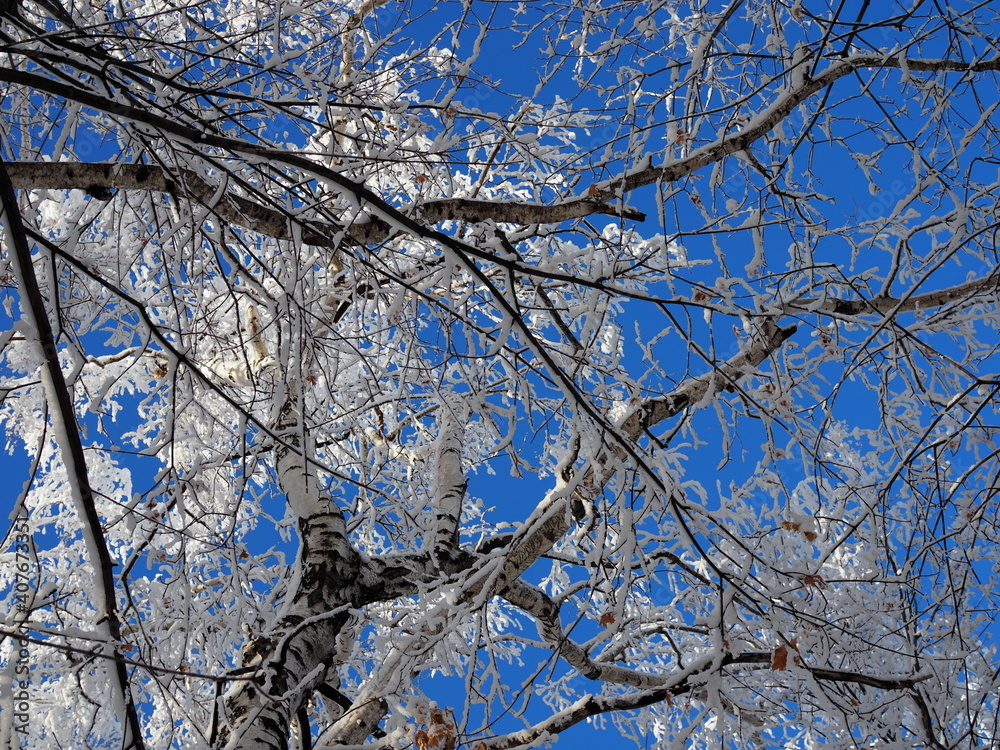 Obraz premium Tops and crowns of trees covered with snow against the blue sky, frozen trees in the forest sky background, winter forest landscape on a frosty day, tree branches covered hoarfrost with white snow
